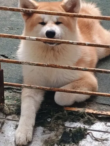 Filhote Akita Inu puros (1 macho / 3 fêmea)