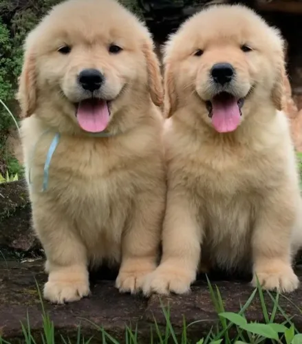 Cachorro filhote golden retriever com excelente estrutura e saúde