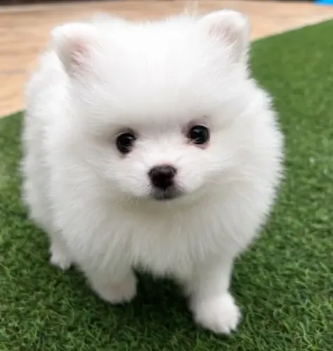 Lulu da pomerania Splitz Alemão