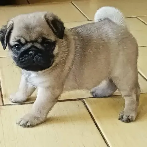 Filhotes de Pug | Filhote com muito amor pra dar.