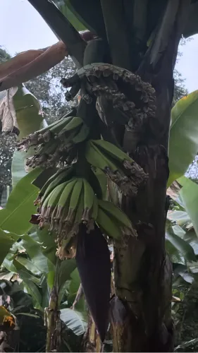 Preciso de trabalhador rural para fazenda de banana