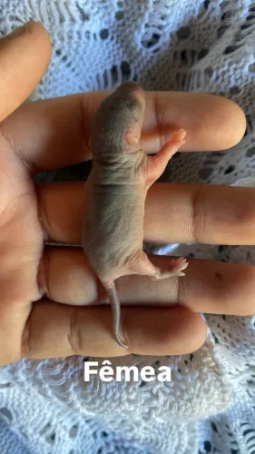 Ratos Twisters