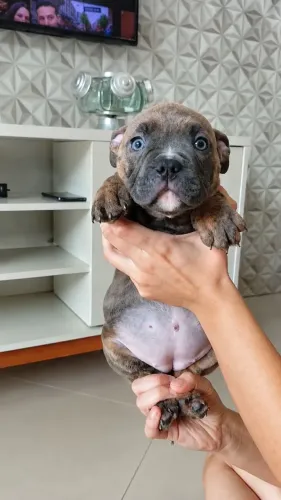 American Bully Pocket Fêmea disponível