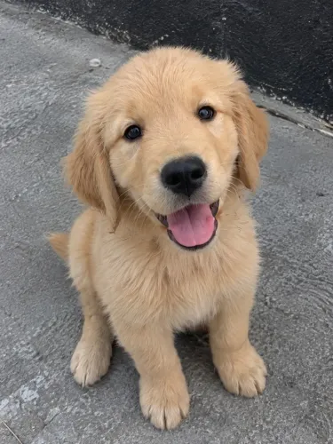DOAÇÃO - FILHOTE DE GOLDEN RETRIVIER