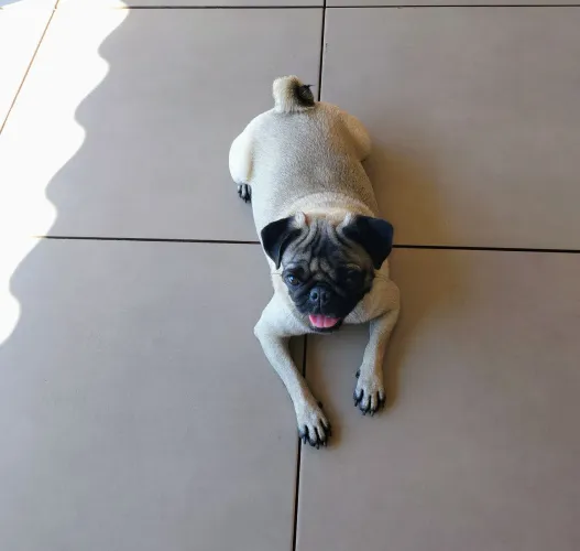 Pug femea Adulta