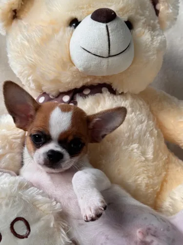 Chihuahua- Quer se apaixonar por esse menino encantador? Venham fazer uma visita!