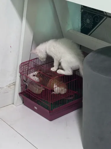 Gaiola hamster