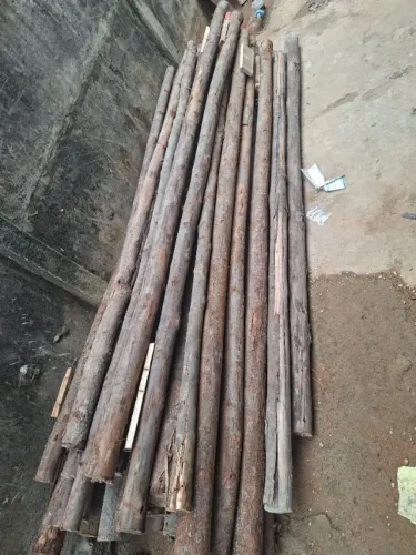 Eucalipto 6 metros 