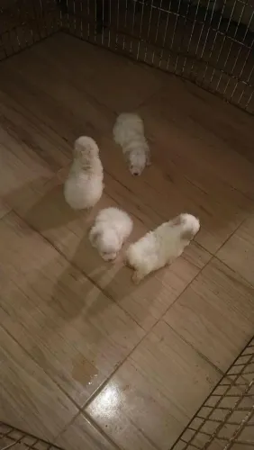 Poodle toy