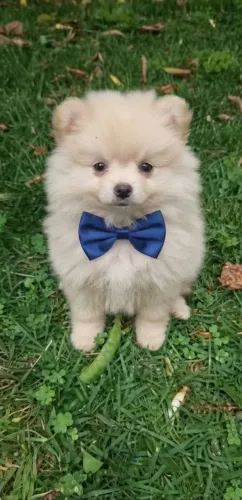 Lulu Pomerania macho anão