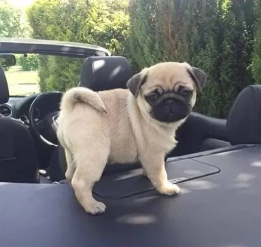 Filhotinhos pug dócil e de excelente procedência de linhagem ativa