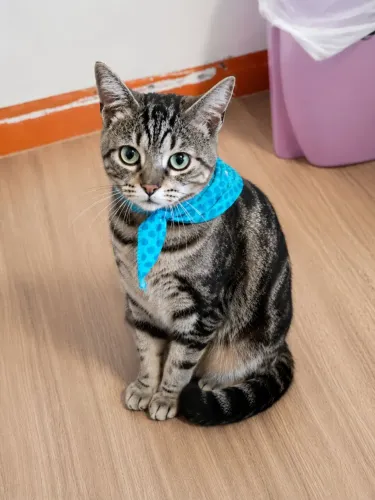 Gato dócil mix american shorthair para adoção
