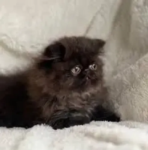 Persa Amor e Carinho