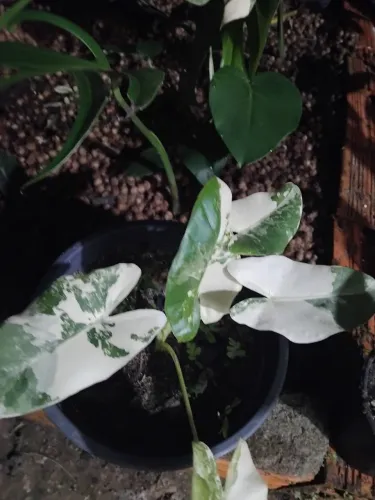 Alocasia Macrorrhiza Variegata (mudas)