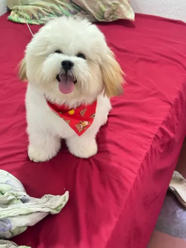 Doação de cachorro