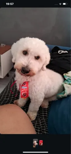 Poodle pra cruza