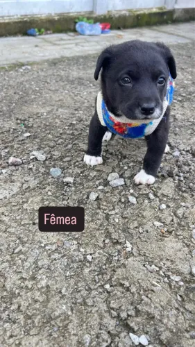 Cachorrinhos Para Adoção 