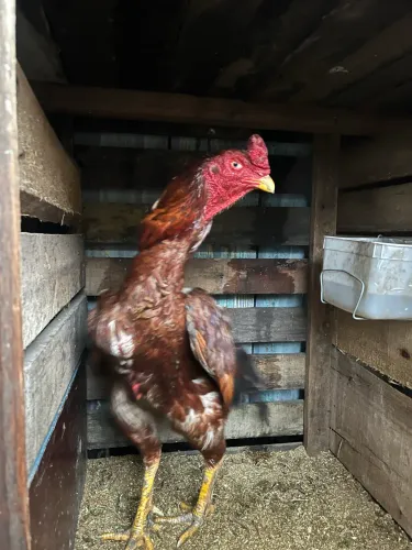 Galo índio