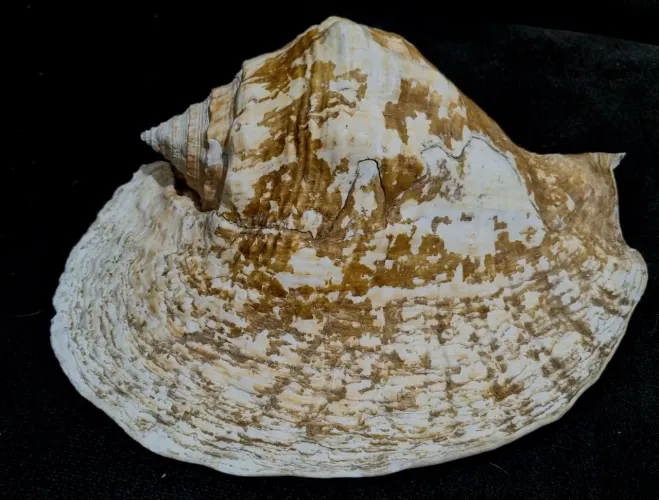 Concha Marinha Gigante Natural 35 cm - peça única para decoração