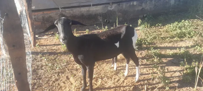 Vendo ovelhas com esse burrego macho