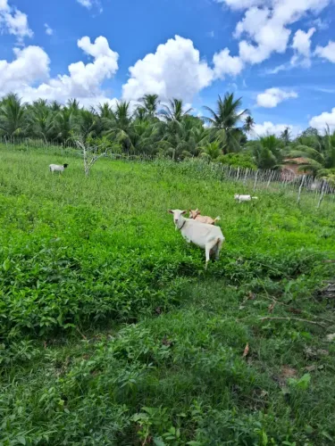 granja com 2  hectares  no arena um excelente lugar uma estrutura boa