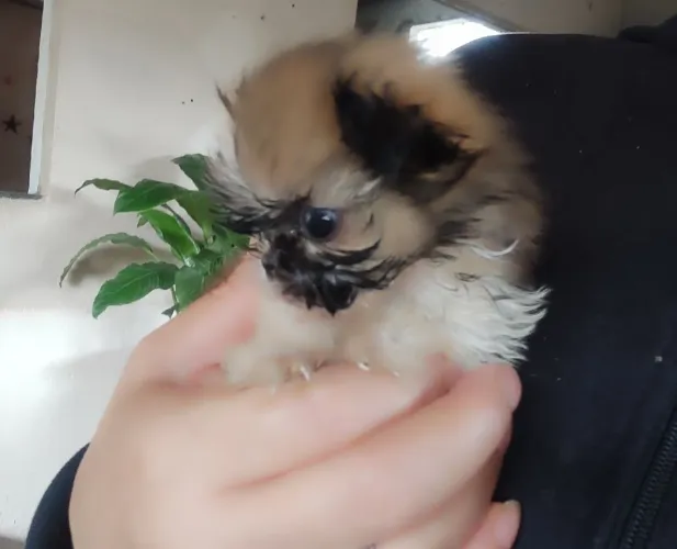 Shih Tzu fêmea