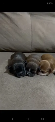 Shihtzu fêmea mini micro