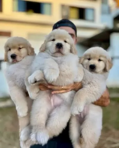 Golden retriever lindos pronta entrega fêmeas 