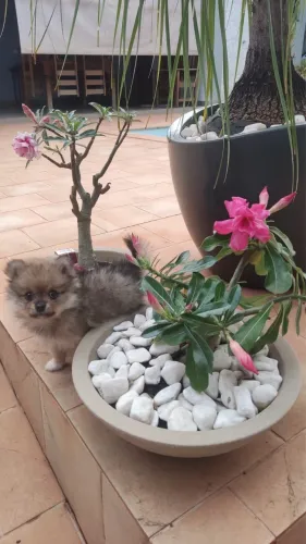 Lulu da pomerânia (Spitz alemão )