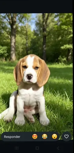 Filhotes de beagle