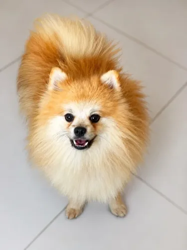 Lulu da Pomerania macho procura namorada(Reprodução)
