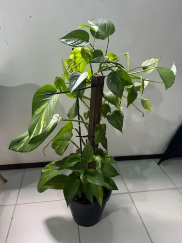 Planta Jiboia Adulta - 95 cm