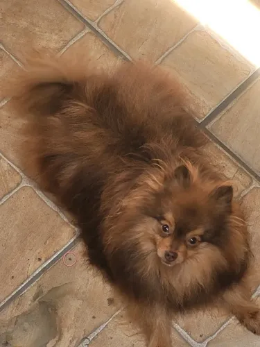 Spitz alemão anão disponível para cruza
