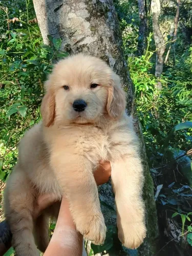 Golden Retriever macho filhote