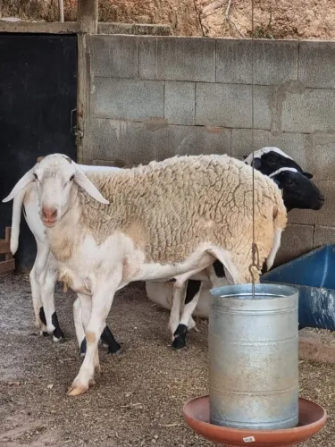 VENDAS OVINOS