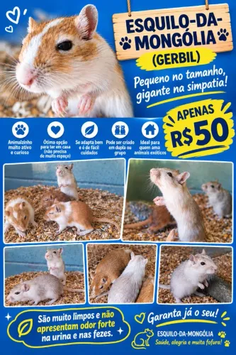 Esquilo da Mongólia oi gerbil
