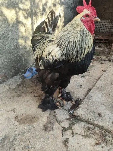 Galo da raça Brahma + Galinha