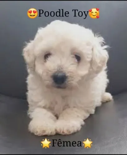 Poodle Toy fêmea