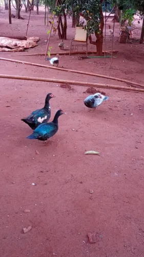 Aves 