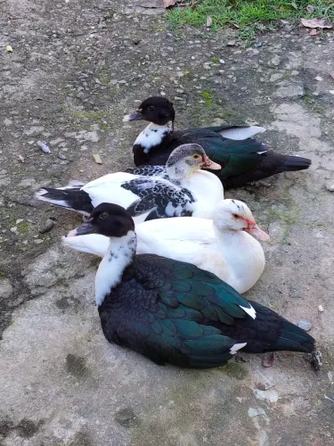 Pato , filhote