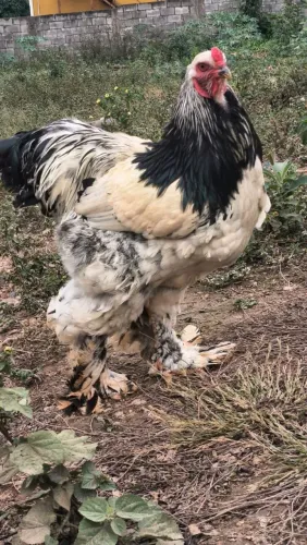 Galos Brahma