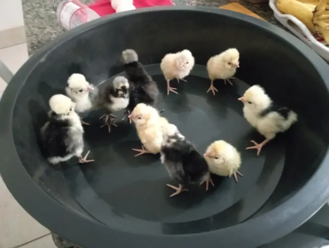 Polonesa/ polonês topete