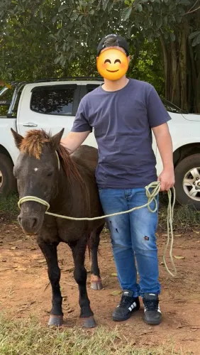 Cavalo tipo Pônei