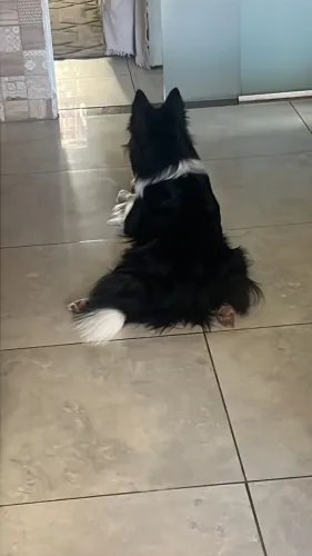 Cachorro