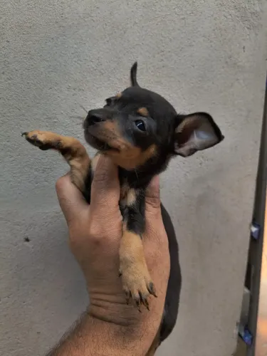 Filhotes de Pinscher