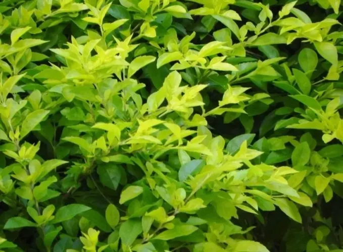 100 Sementes Pingo de Ouro - Violeteira