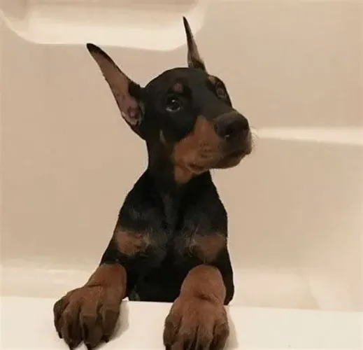 Doberman Filhotes Macho