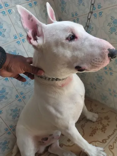 Bul terrier Disponível Para COBERTURA (Cruza)