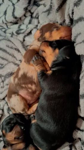 Filhotes de dachshund, salsicha, cofap, linguicinha
