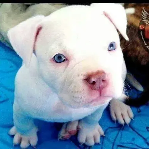 Pittbull filhotes amizade sem julgamentos